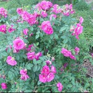 紫枝玫瑰優質幼苗地徑0.3-1公分