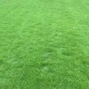 马尼拉草坪卷 绿化草坪 护坡草坪