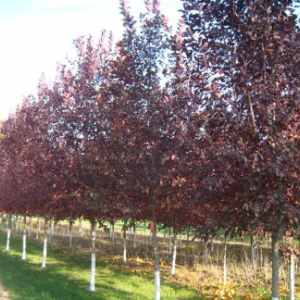 吉林地区紫叶稠李、水曲柳、金叶复叶槭大量供应