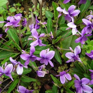 紫花地丁