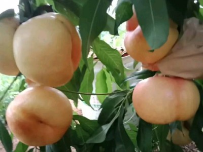 新優品種桃樹